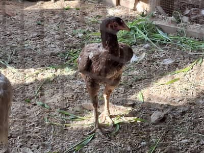 hen dor sale long hight