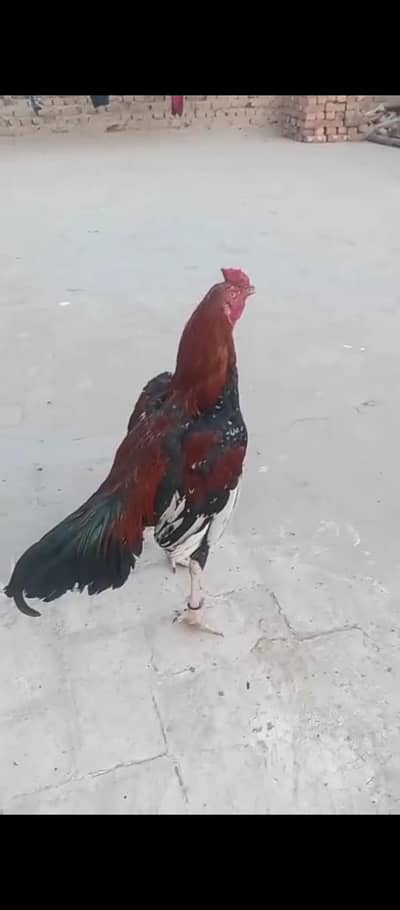 aseel mianwali patha