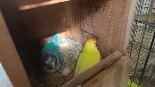 Love Birds Breeder Pair with eggs