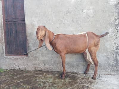 Bakri for sale