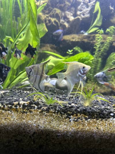 Angels fishis for sell