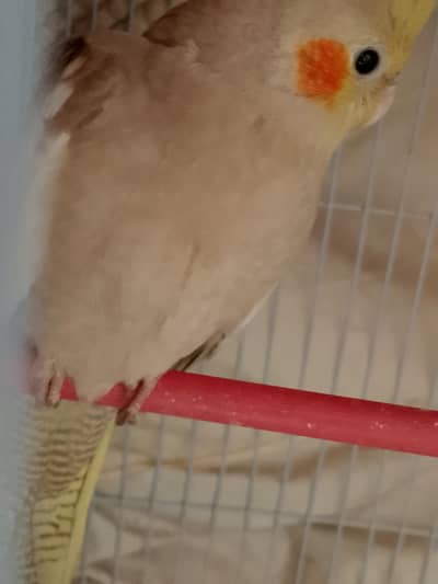 cocktail urgent sell