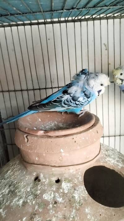 Hogoromo Pair for sell