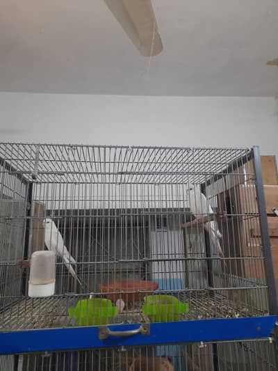 2 Eno coctails breeder males and pineapple conour breeder pair dna ava