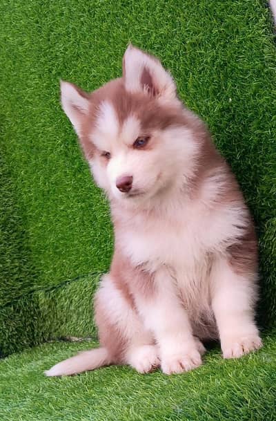 Siberian husky fore sale whtsaap number 0326.7576469