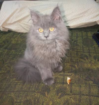 pershion,triple cot male  letter train. washroom train