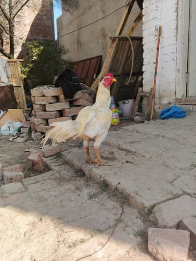 high quality aseel patha