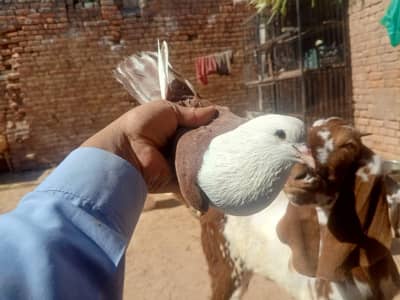 Karblai Breeder Pair| Pattha| sentient other mix kabutar