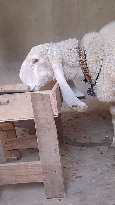 Larkana dabal haddi ka wtb nmbr 03181237677