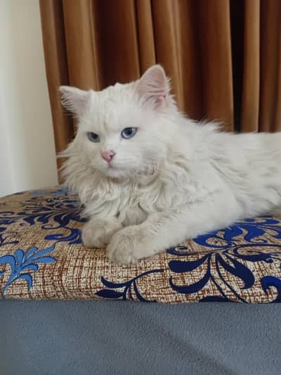 persian male cat , white color with blue eyes