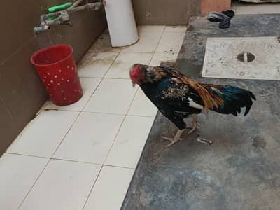 Aseel PAIRS FOR SALE