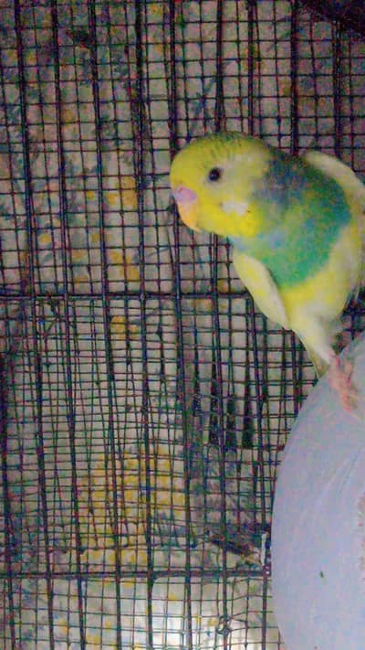 Breeder pair for sale