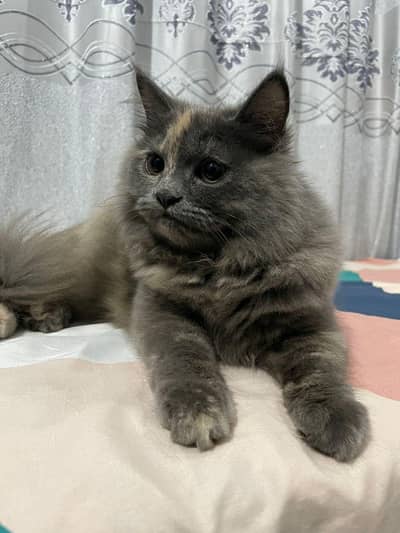 Himalayan cat  8000