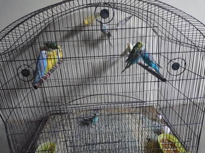 Australian parrots for sale with cage