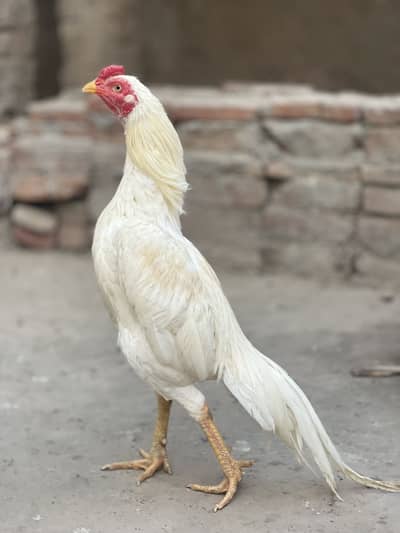 High quality Aseel Murga available