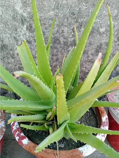 Fresh Alovera with pots.