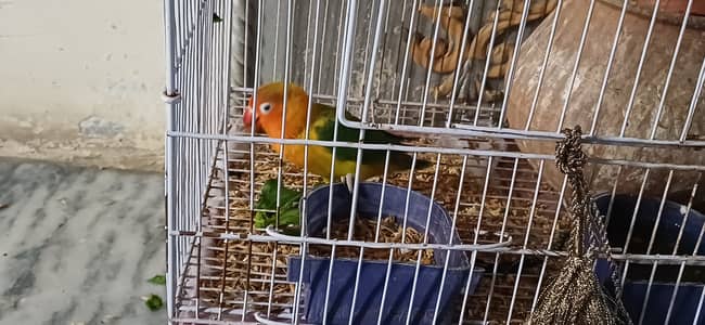 Adult pair of Green fisher for Sale with Cage