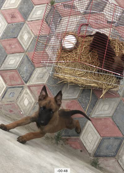 Belgian Malinois pair for sale