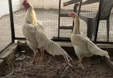 White Shamo Pair for Sale