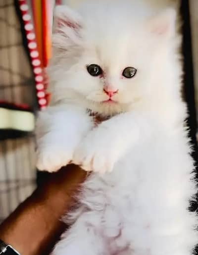 Persian female kitten for sale My WhatsApp number 03 25 022 67 56