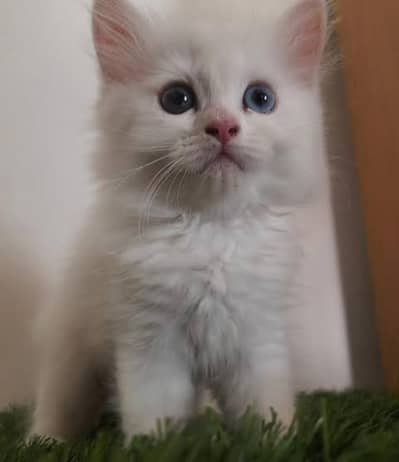 heavy coat and furry male kitten for paid adoption
