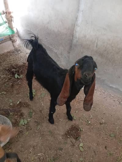 black colour breeder quality goat 6 months old  best for breeding