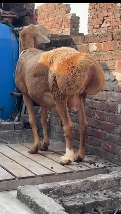 Very Big Size Top Quality Dumba