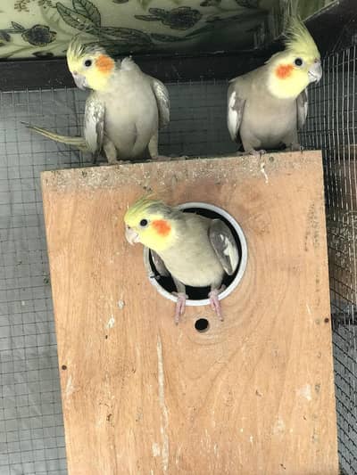 COCKTAIL HEALTHY AND BREEDER PAIR FOR SALE