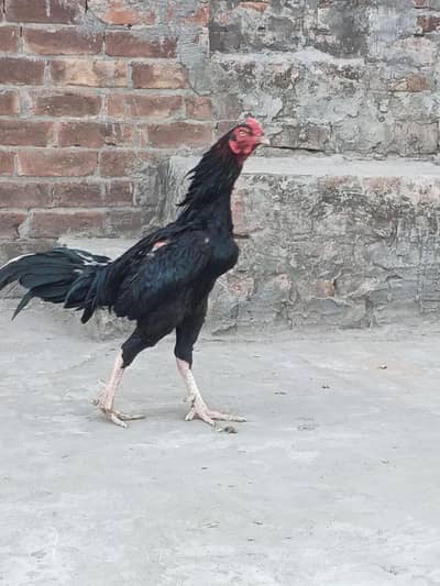 I want to sale my aseel male age 1 year