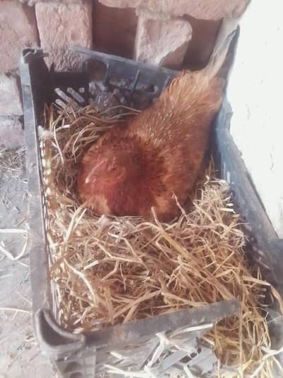 kuruk hens  for sale