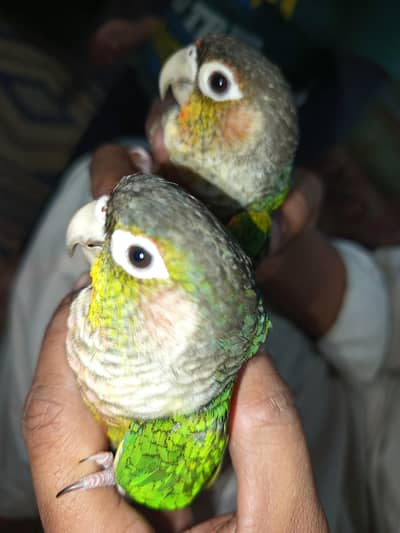 sunconure pair handtame or full fly