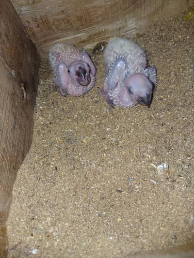 Sunconure chicks