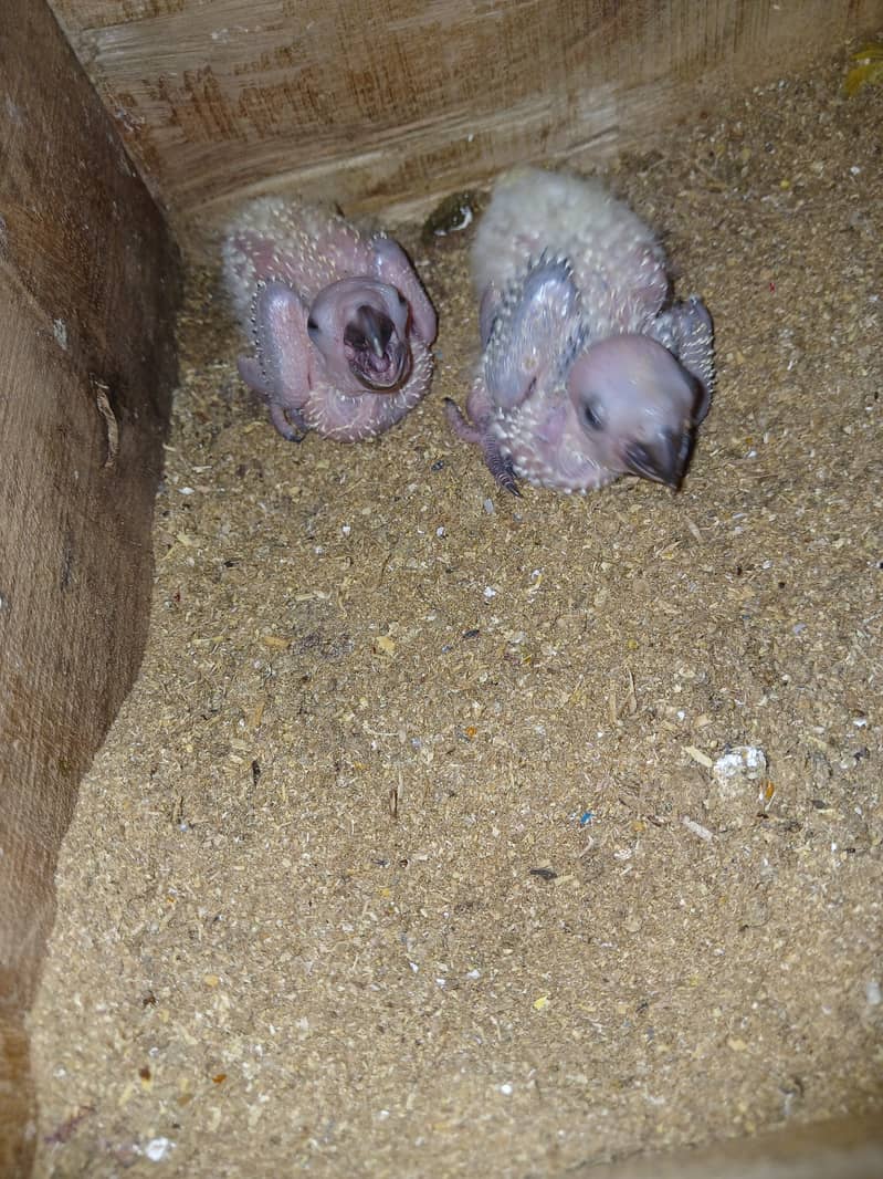 Sunconure chicks 0