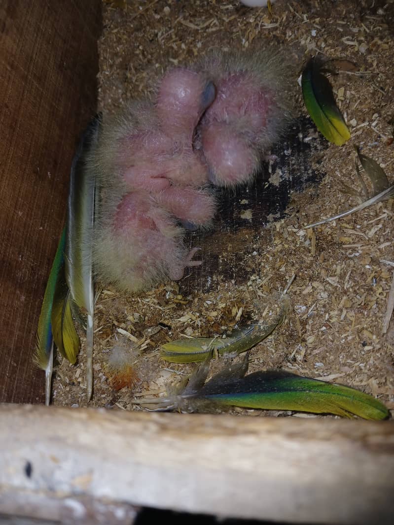 Sunconure chicks 1