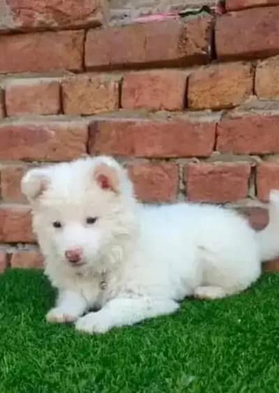 Russian popy dogs health active 2 month age0303=94=30=357 WhatsApp