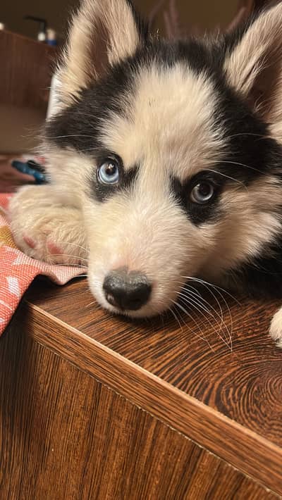 Husky puppy