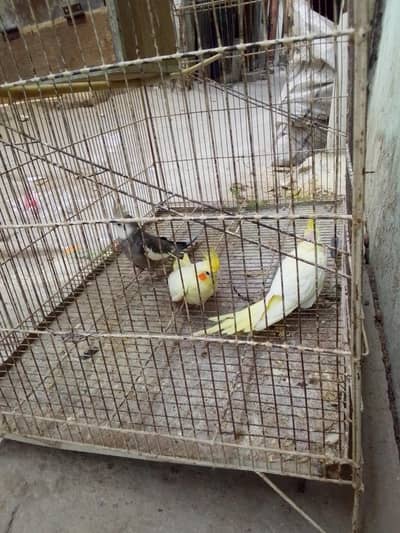 Pair and one baby with Cage for sale