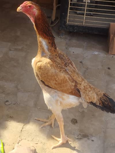 Shamo Madi for sale 03097740837 may WhatsApp number