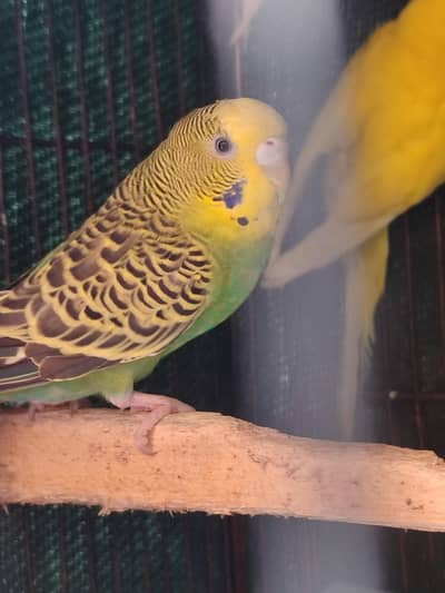 budgie breeder pair