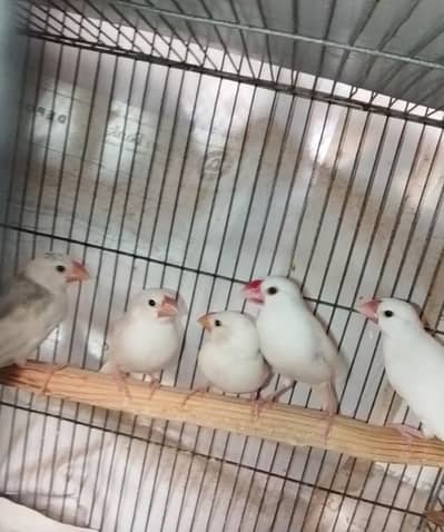 white java pair with 4 chicks