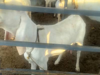 for sale for farming