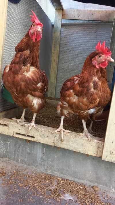 Lohman Hens For Sale