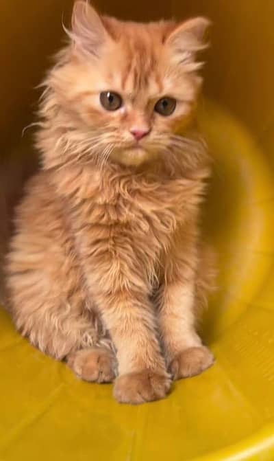 Female persian kitten