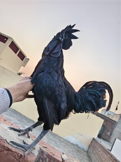 ayam cemani bredar male for sale healthy and active location Gujrat