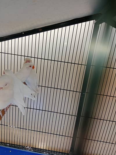 albino red eyes pathay