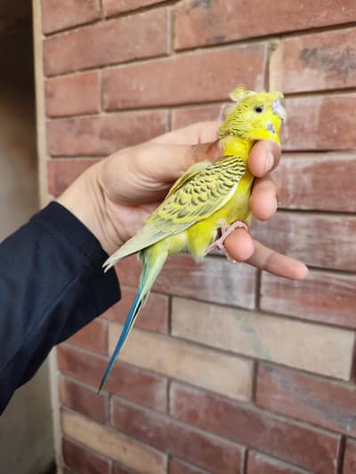 backfrill crested male for sale