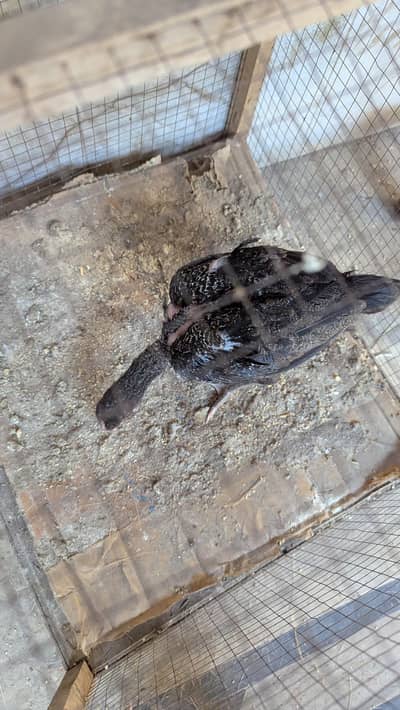 Aseel chicks for sale