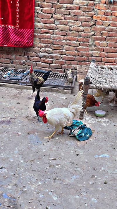 11 Murgy Murgiya ghr ki palli