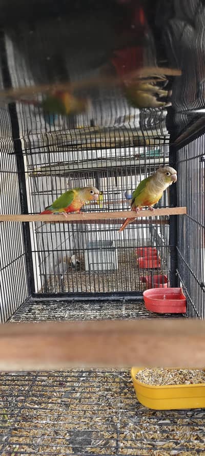 2 pairs canure with DNA available