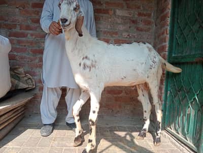 4bakre for sale khassi aur packet khire